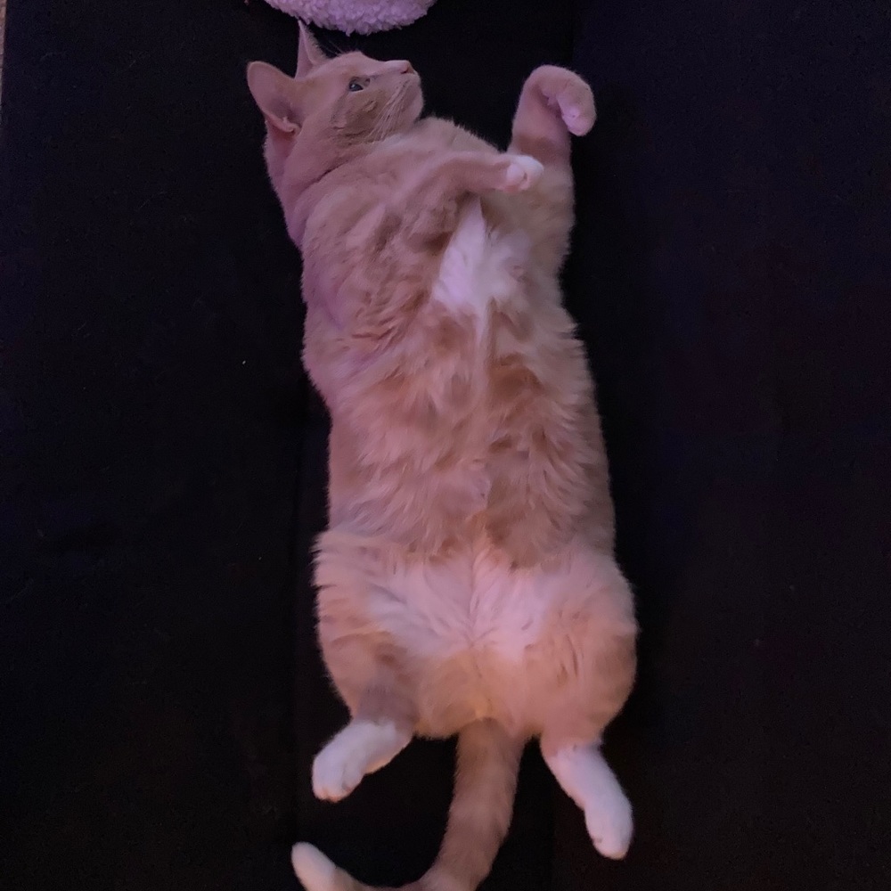 Meet your Posher, Megan